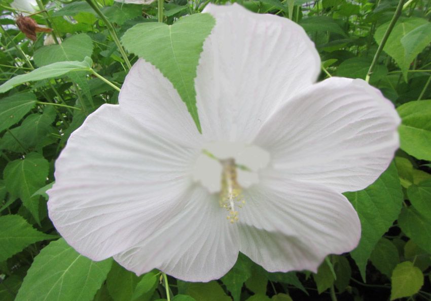 Hibiscus moscheutos 'Pure White' 25cm XXL Blüten Pflanze Winterharter